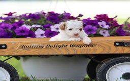Toy Poodle dogs for sale: Memory - Image 7