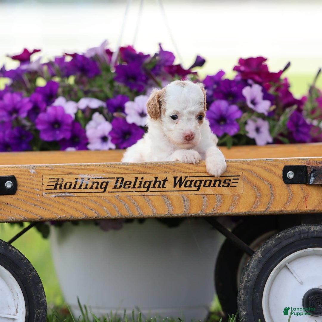 Toy Poodle dogs for sale: Memory - Image 7