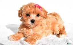Maltipoo dogs for sale: Penny - Image 5