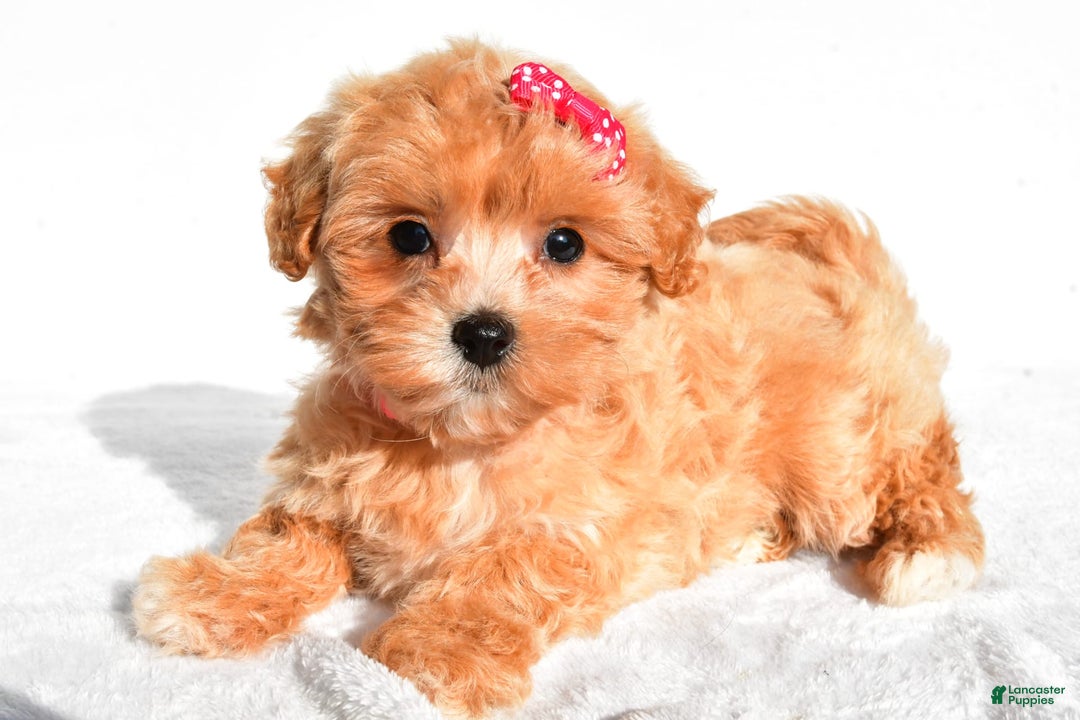 Maltipoo dogs for sale: Penny - Image 5