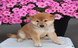 Shiba Inu dogs for sale: Shelley - Image 3