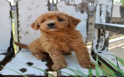 Mini Goldendoodle dogs for sale: Tommy - Image 6
