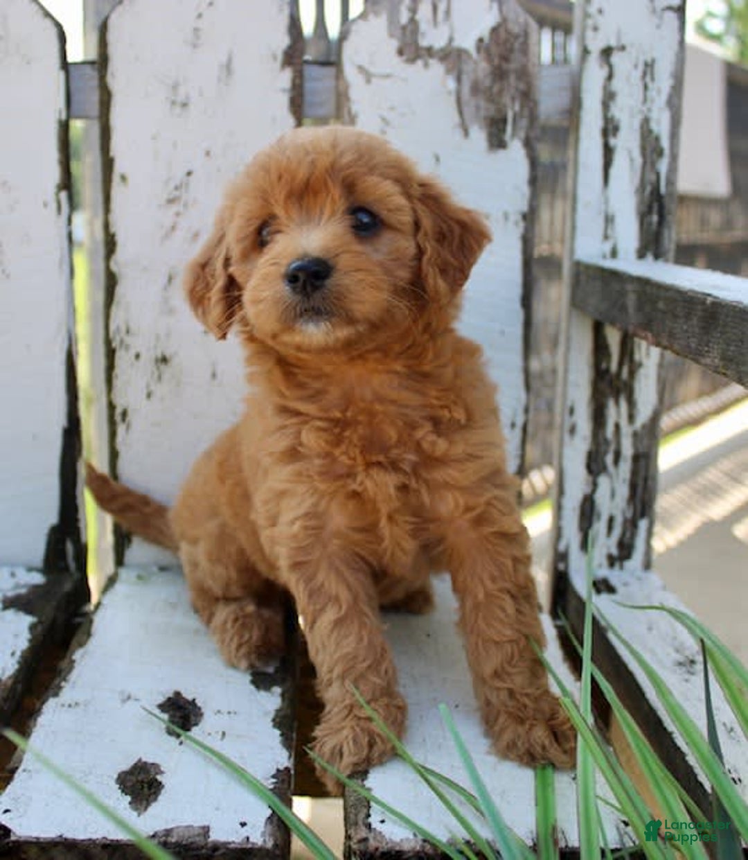 Mini Goldendoodle dogs for sale: Tommy - Image 6