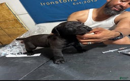 Cane Corso dogs for sale: Cane Corso 3 puppies - Image 2