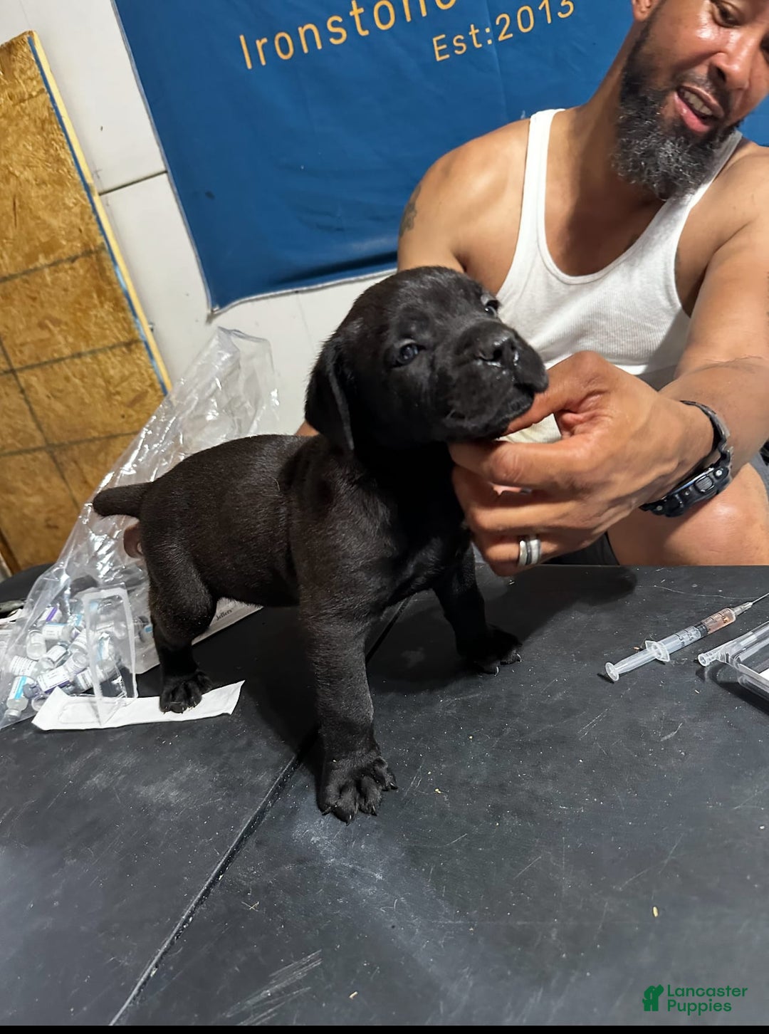 Cane Corso dogs for sale: Cane Corso 3 puppies - Image 2