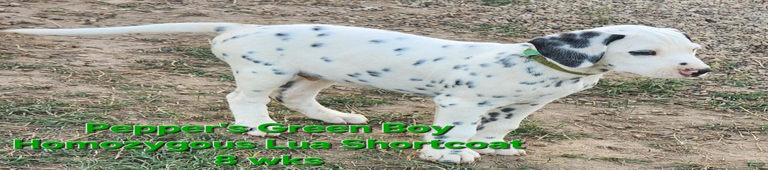 Peppers Green Boy