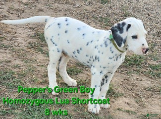 Peppers Green Boy