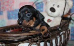 Dachshund dogs for sale: Raven Girl 1 - Image 3