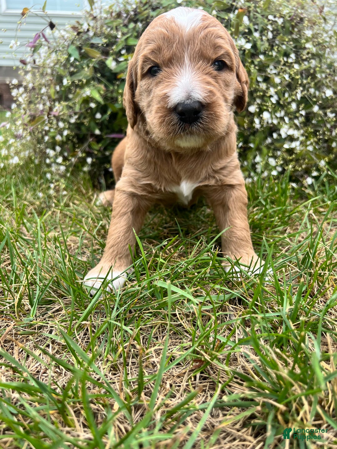 Goldendoodle dogs for sale: Waffles - Image 1