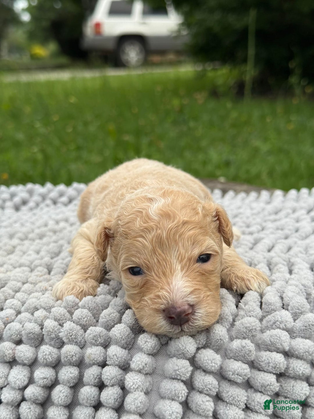 Maltipoo dogs for sale: Huxley - Image 1