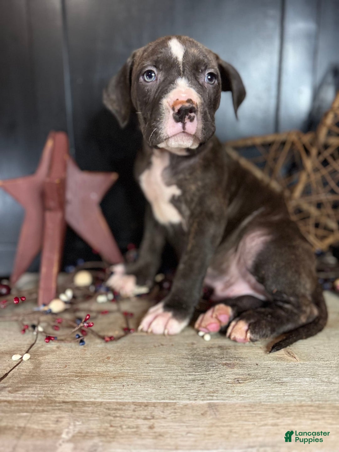American Bully dogs for sale: Shadow - Image 12