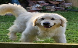 Golden Retriever dogs for sale: Laura - Image 7