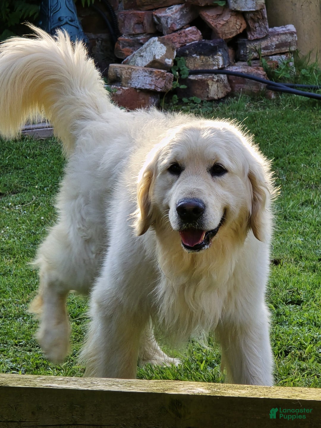 Golden Retriever dogs for sale: Laura - Image 7
