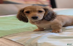 Miniature Dachshund dogs for sale: Gadsby - Image 7