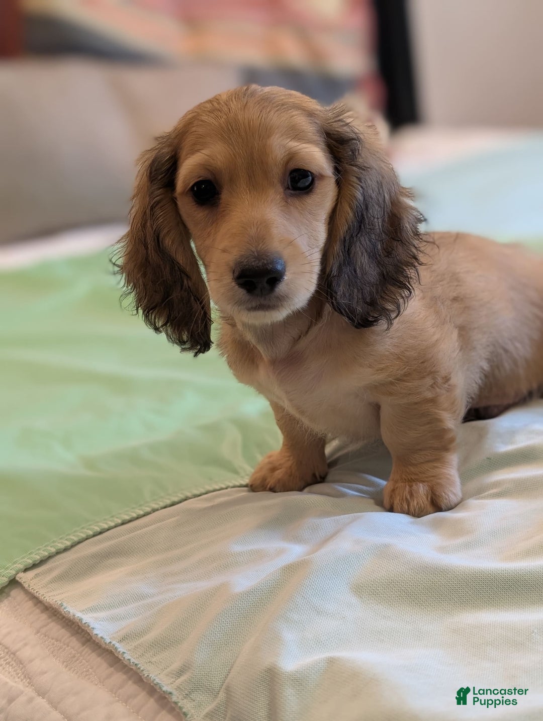 Miniature Dachshund dogs for sale: Gadsby - Image 7