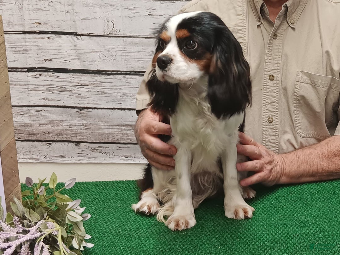 Cavachon dogs for sale: Boots - Image 14