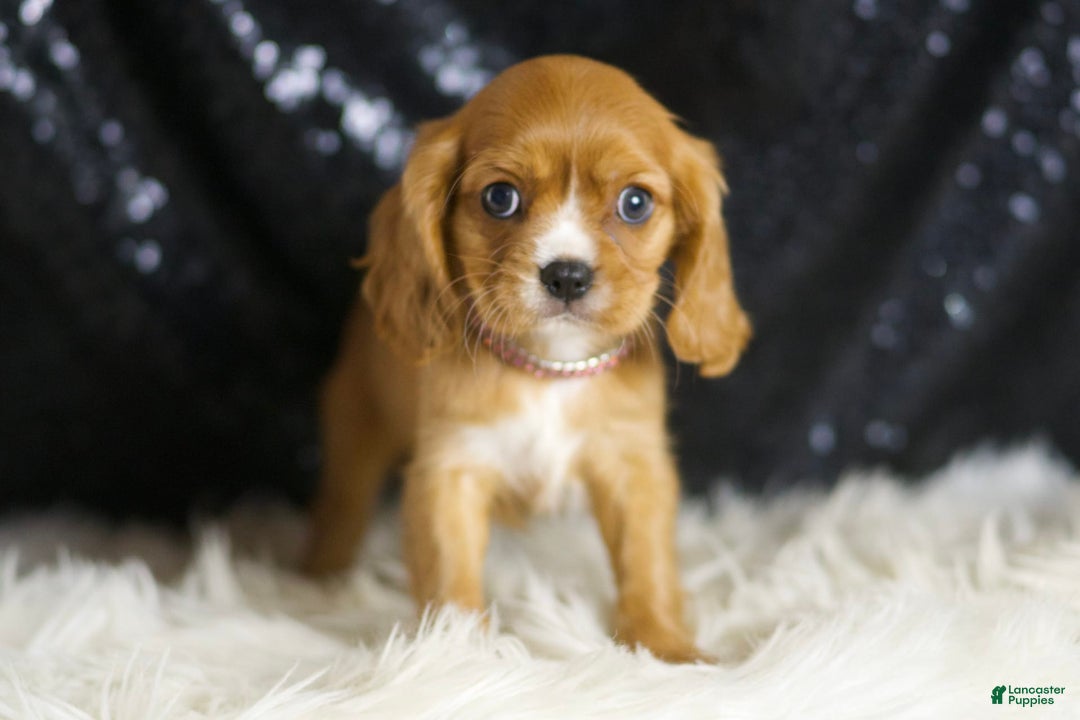 Cavalier King Charles Spaniel dogs for sale: Sonoma - Image 5