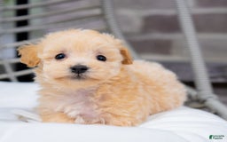 Maltipoo dogs for sale: Vander - Image 4