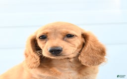 Dachshund dogs for sale: Barbie - Image 2