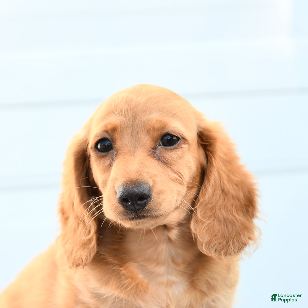 Dachshund dogs for sale: Barbie - Image 2