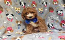Cavapoo dogs for sale: Plankton - Image 4