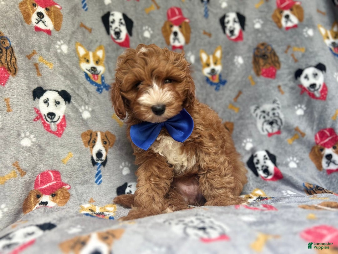 Cavapoo dogs for sale: Plankton - Image 4