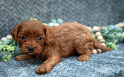 Cavapoo dogs for sale: Cavapoo 5 puppies - Image 9