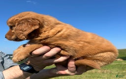 Golden Retriever dogs for sale: Fin - Image 6