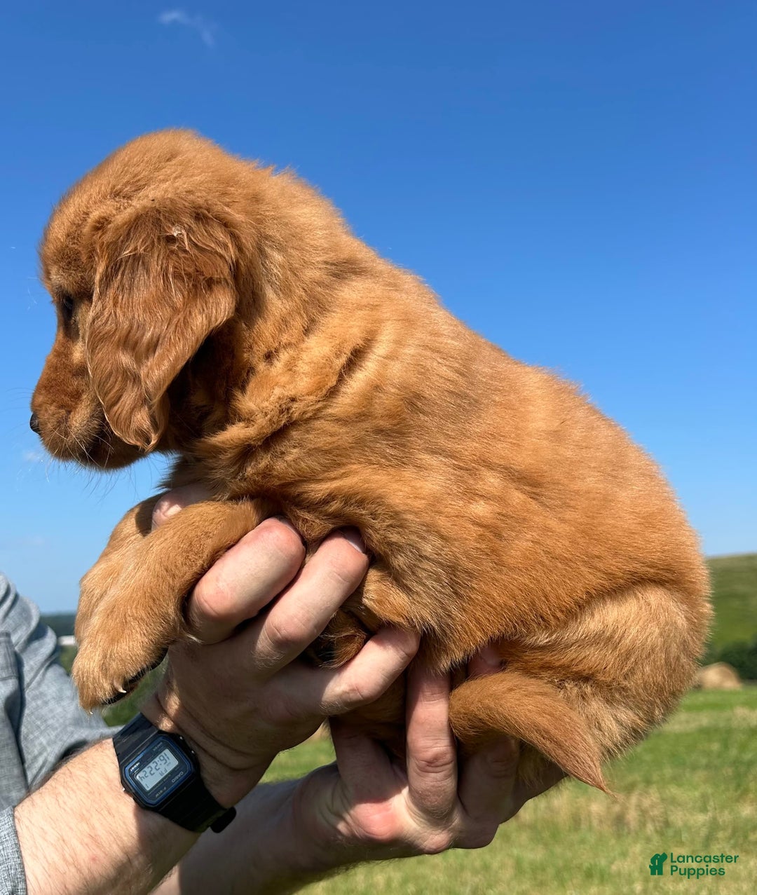 Golden Retriever dogs for sale: Fin - Image 6