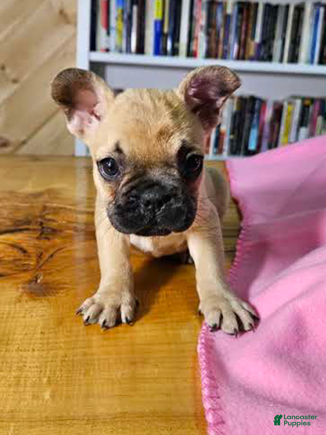 French Bulldog dogs for sale: Bell - Image 3