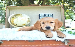 Golden Retriever dogs for sale: Anne - Image 9