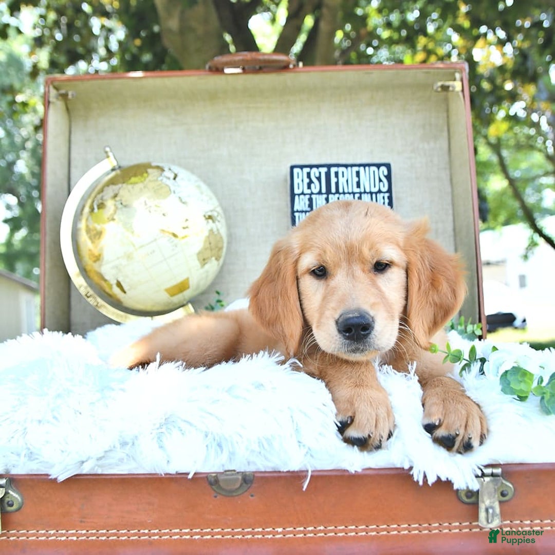 Golden Retriever dogs for sale: Anne - Image 9