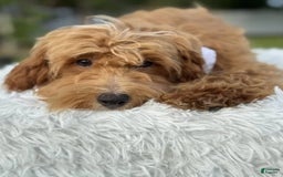Mini Goldendoodle dogs for sale: Waffles - Image 5
