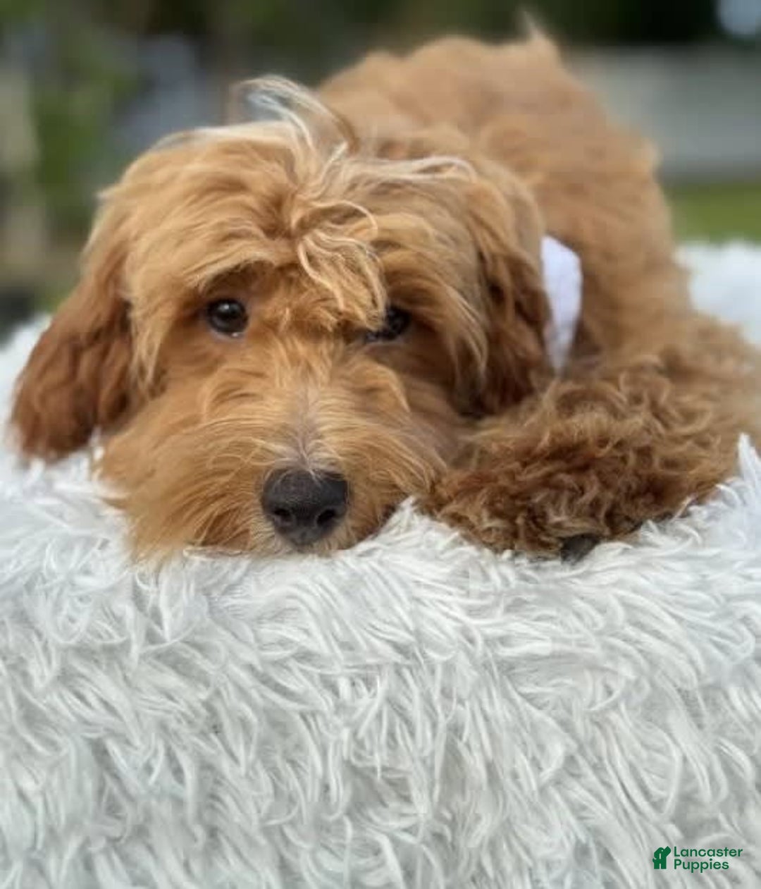Mini Goldendoodle dogs for sale: Waffles - Image 5