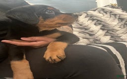 Rottweiler dogs for sale: Heaven - Image 1