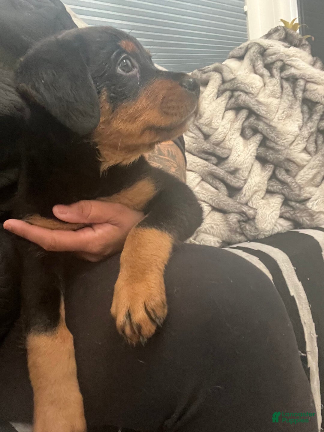 Rottweiler dogs for sale: Heaven - Image 1