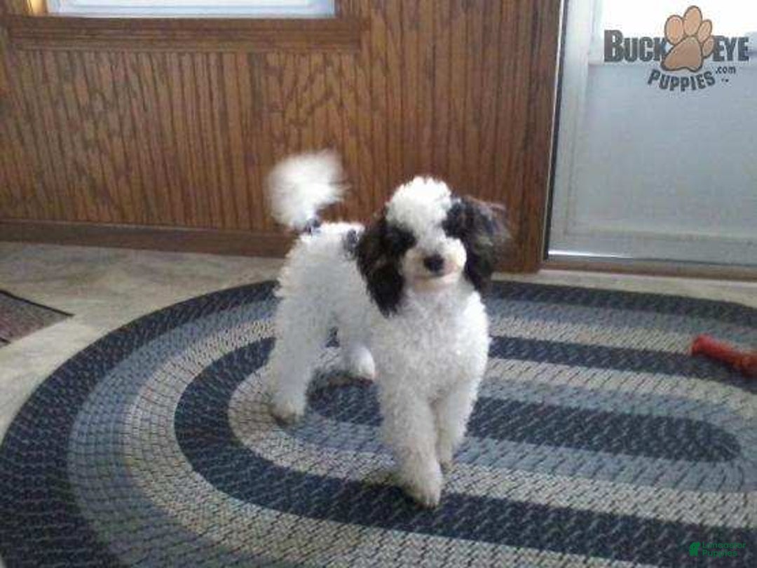 Cavapoo dogs for sale: Chloe - Image 9