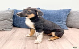 Miniature Australian Shepherd dogs for sale: Nash - Image 3