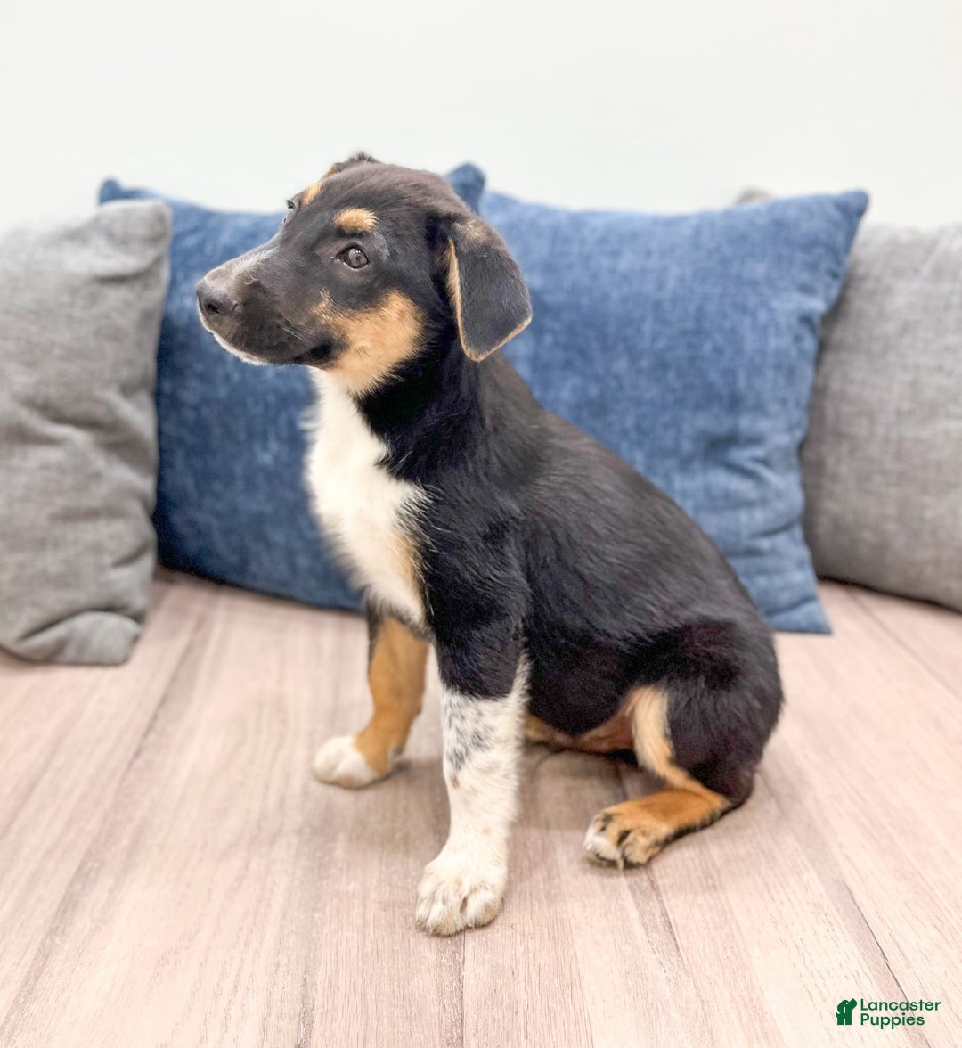 Miniature Australian Shepherd dogs for sale: Nash - Image 3