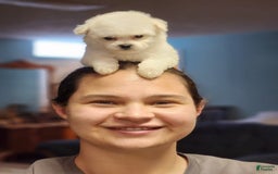 Bichon Frise dogs for sale: Prince - Image 21