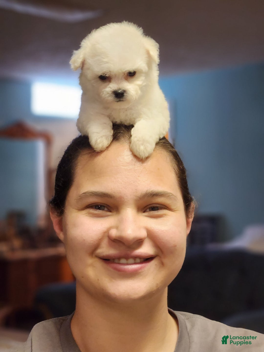 Bichon Frise dogs for sale: Prince - Image 21