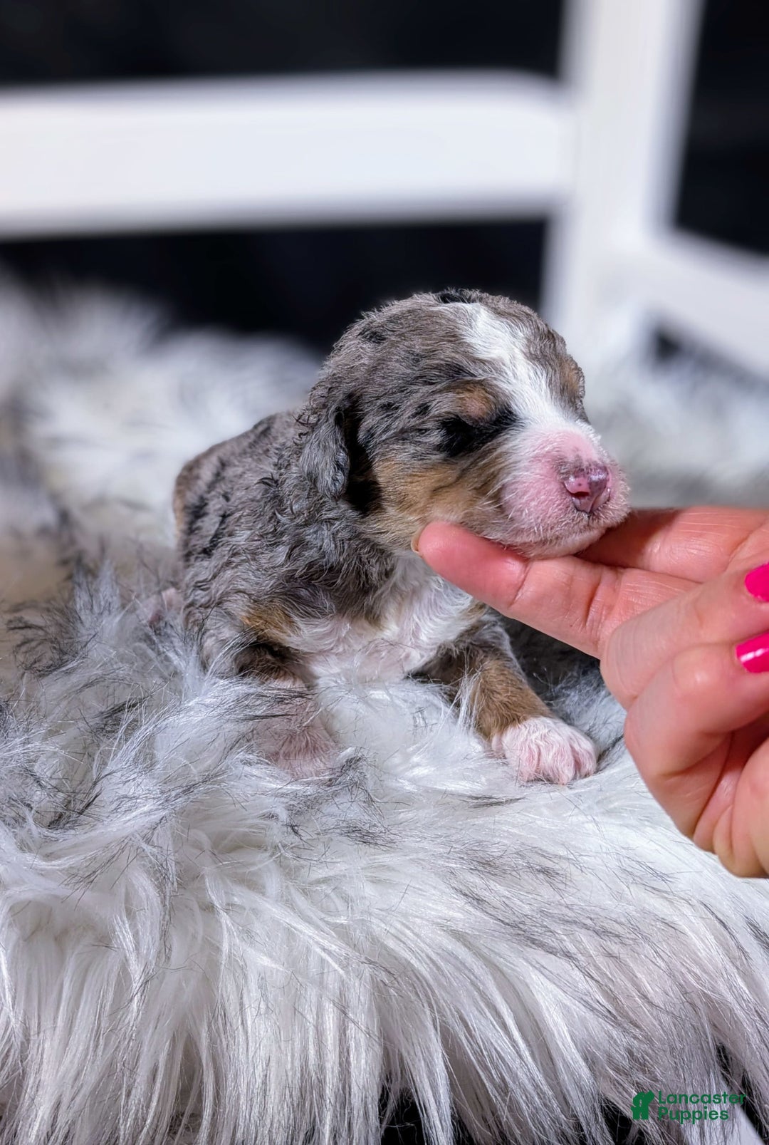 Mini Bernedoodle dogs for sale: Picasso - Image 2