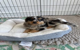 Australian Shepherd dogs for sale: Toy Size Mink - Image 2