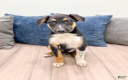 Miniature Australian Shepherd dogs for sale: Nash - Image 5