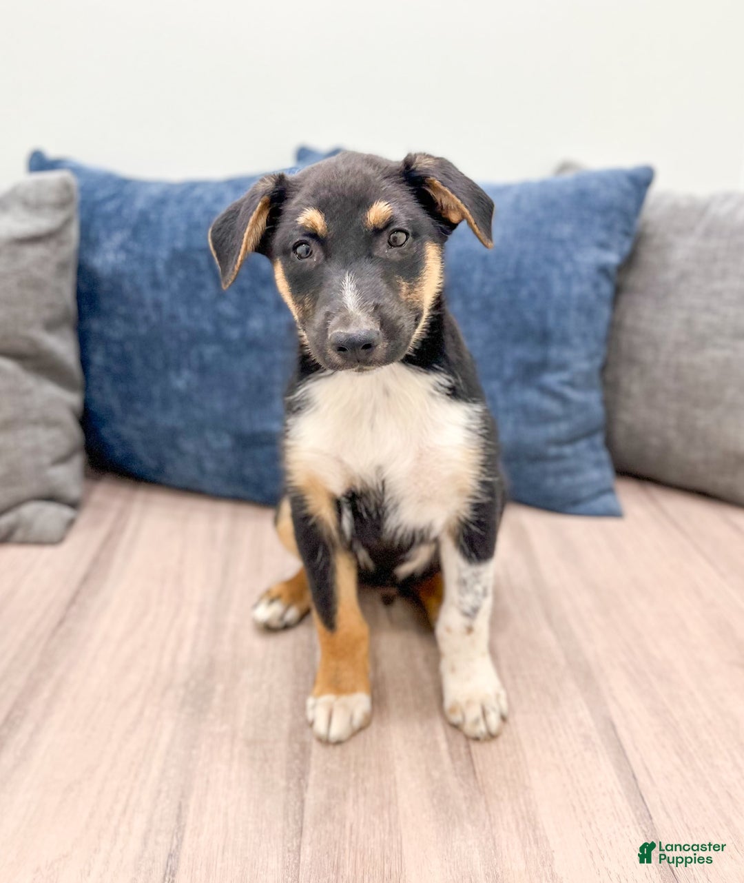 Miniature Australian Shepherd dogs for sale: Nash - Image 5