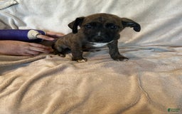 German Shepherd dogs for sale: Sam - Image 2