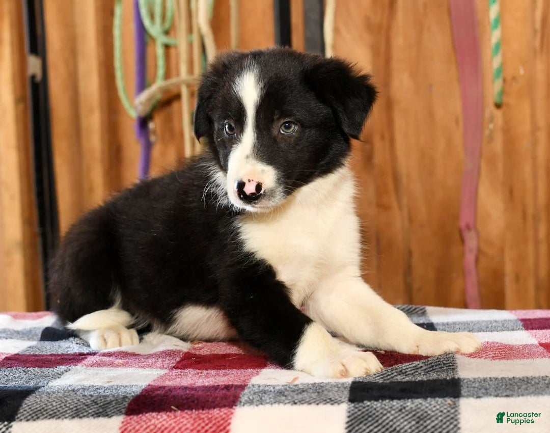 Border Collie dogs for sale: Lars - Image 5
