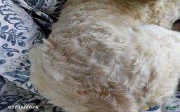 Goldendoodle dogs for sale: Sara - Image 6