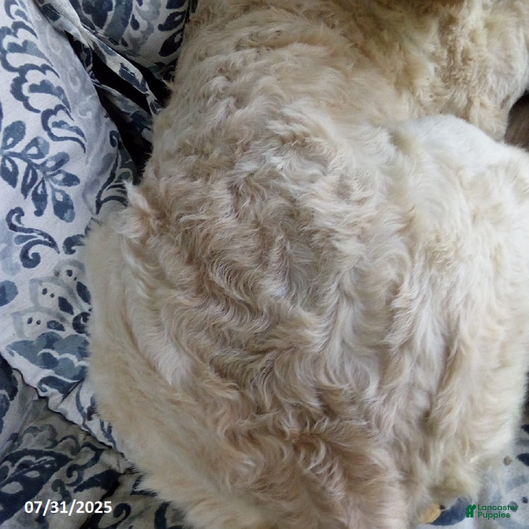 Goldendoodle dogs for sale: Sara - Image 6