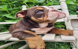 English Bulldog dogs for sale: Sadie - Image 12